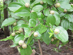 Sarcomphalus joazeiro