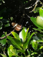 Heliconius clysonymus