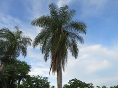 Acrocomia intumescens