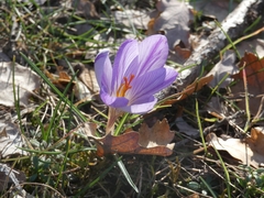 Crocus versicolor