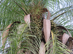 Acrocomia intumescens