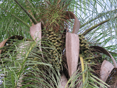 Acrocomia intumescens