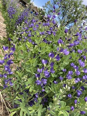 Baptisia australis