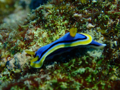 Chromodoris annae