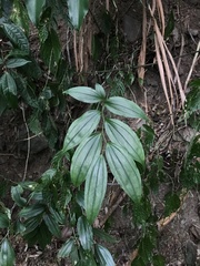 Disporum kawakamii