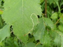 Agromyza alnibetulae