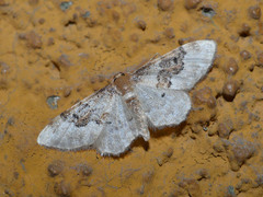 Idaea rusticata