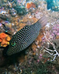 Canthigaster punctatissima
