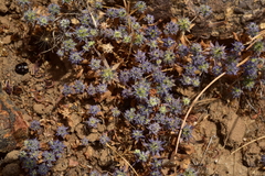 Eryngium coquimbanum