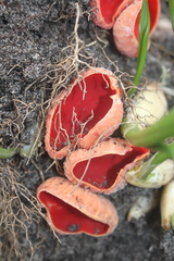 Sarcoscypha austriaca