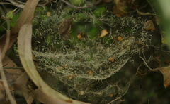 Cyrtophora cicatrosa