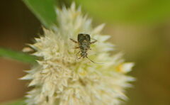 Charagochilus