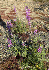 Lupinus arizonicus