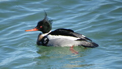 Mergus serrator