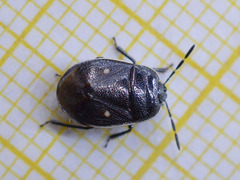 Adomerus biguttatus