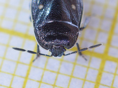 Adomerus biguttatus