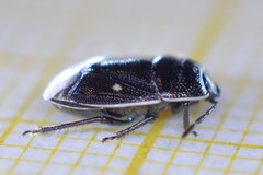 Adomerus biguttatus
