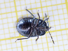 Adomerus biguttatus
