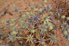 Eryngium coquimbanum