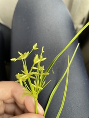 Cyperus lecontei