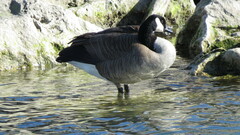 Branta canadensis