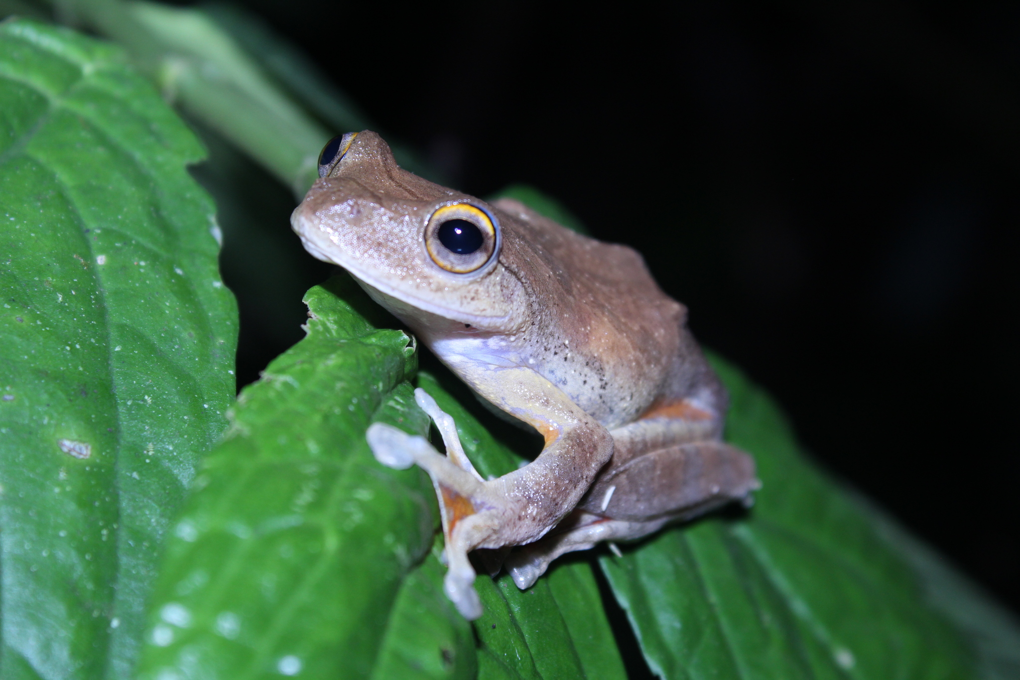 Rhacophorus margaritifer (Schlegel, 1837)