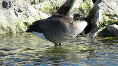 Branta canadensis