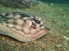 Urobatis concentricus