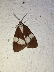 Nyctemera lacticinia