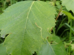 Agromyza alnibetulae