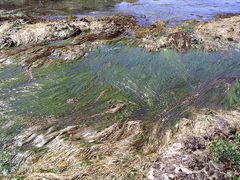 Zostera