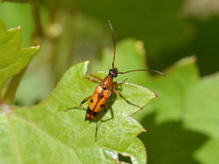 Stenurella septempunctata