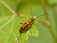 Stenurella septempunctata
