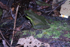 Odorrana hosii