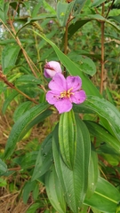 Melastoma malabathricum