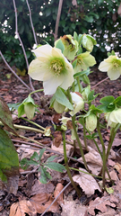 Helleborus