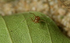 Amyciaea forticeps