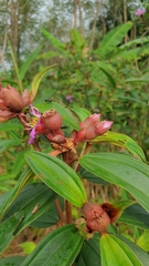 Melastoma malabathricum