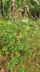 Melastoma malabathricum
