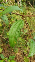 Melastoma malabathricum