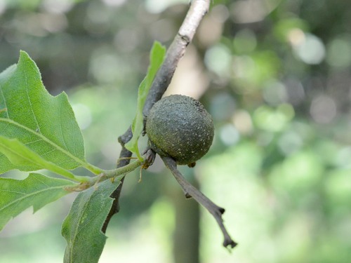 Synophrus politus