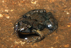 Phrynobatrachus discogularis