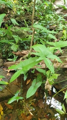 Typhonium trilobatum