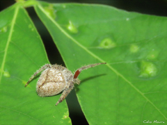 Eriophora edax