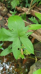 Typhonium trilobatum