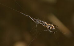 Tetragnathidae