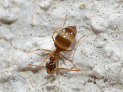 Prenolepis nitens