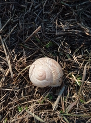Helix pomatia