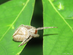 Eriophora edax