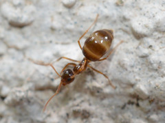 Prenolepis nitens